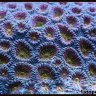 blennieluvr
