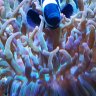 reef lover