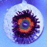 Zoa Junkie