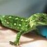 greengeco82