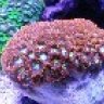 ReefAddictUK