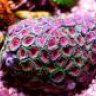 ZoAcan