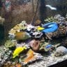 reefbrucie