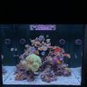 Tomcitienet