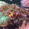 nemo1017