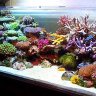 AdamsAquarium