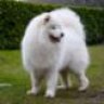 Samoyedlover