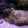 reefjunky2