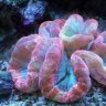 chuckies reef