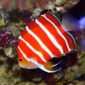 Afishionado