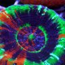 Insane Coral