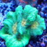Reef_Addict