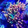 reefsponge