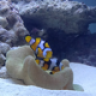 Saltwater adventure