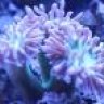 CoralReefLife
