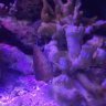 draquariums
