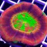 Exotic Reef Creations