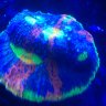 Reefhunter007