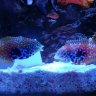turbofish22