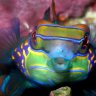 Mauger's Reef