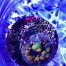 mOnsterzOas26