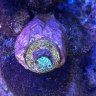 LAX Noob Reef