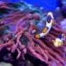 new2reef