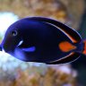 120REEF