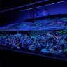 reef80