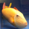 Pono Pets