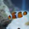 OceanLife