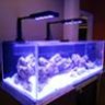 Rimlessreefer