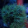 alan.reef