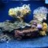 reefer84