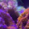 Nelsons_reef