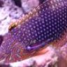TJ's Reef