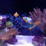 fishyguy