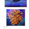 1reeflover