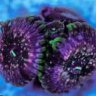 Polyp Addict