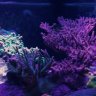 Saltwater226