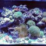 inletfish