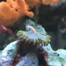 ReefTankRebel