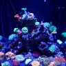 Bfishy