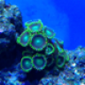 Erixreef