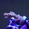 Reef370