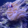 Sea quest