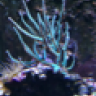 clintau