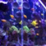 tomyreef