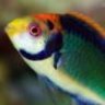 Reefkeeper68