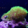 reefhead815